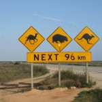 Potentieller Road Kill (Kamel, Wombat, Känguru)