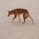 Dingo (Australischer Wildhund)