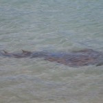 Großer Fisch direkt vom Strand gesichtet