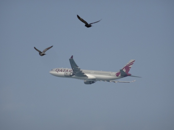 Zurück fliegen und abwaschen?