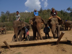 Angeblich können Elefanten Zentimetergenau arbeiten