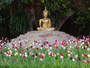 Buddha in Blumenwiese: Wat Phantao