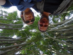 Riesenbambus im königlichen Park