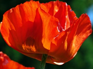 Feurig: Klatschmohn vor dem Bungalow.