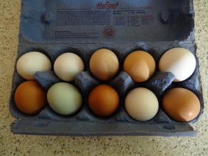 Frische Eier.