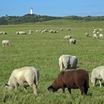 Fast wie in Neuseeland.